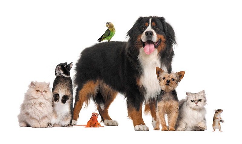 Pets-gang